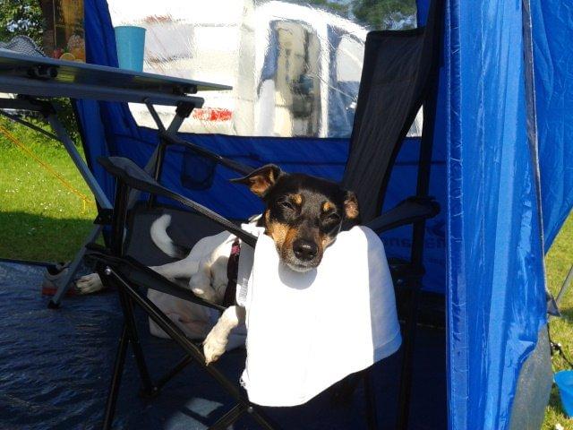 Blanding af racer Dansk/Svensk -Mynde Donna (Rafiki) - 1. gang på telttur livet er skønt billede 9