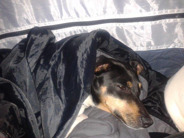 Blanding af racer Dansk/Svensk -Mynde Donna (Rafiki) - når man er på telttur har man selvfølgelig egen sovepose billede 10