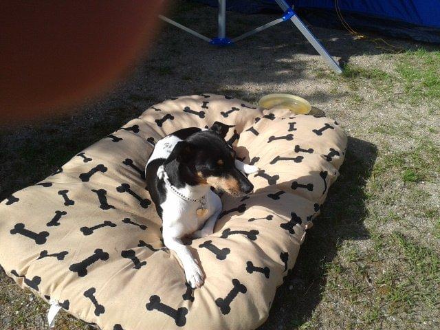 Blanding af racer Dansk/Svensk -Mynde Donna (Rafiki) - Og udenfor telt har vi diva puden så kan camping bare komme an billede 11