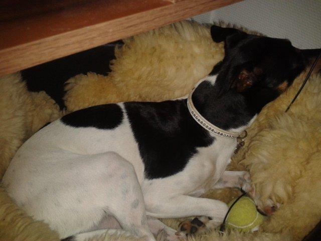 Blanding af racer Dansk/Svensk -Mynde Donna (Rafiki) - Min faste plads til natten ved siden af sengen i "lammet" billede 12