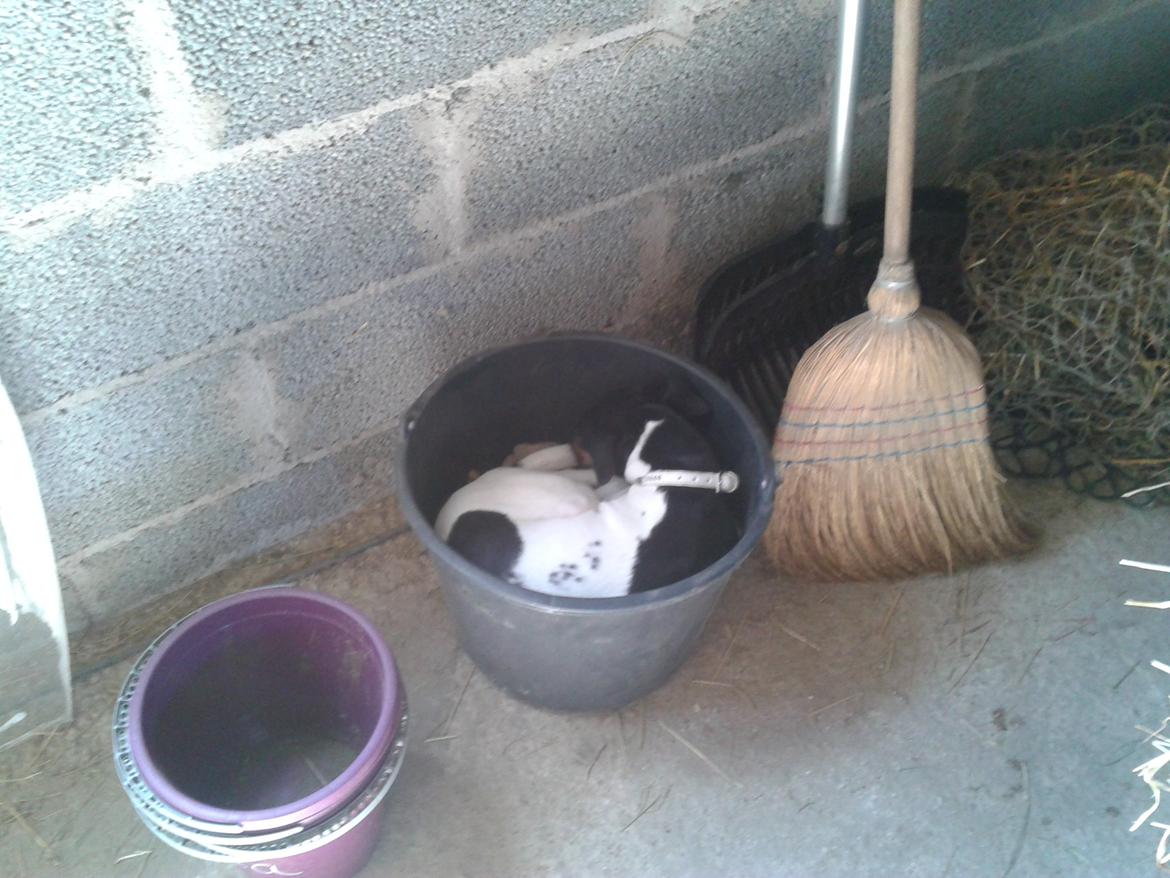 Blanding af racer Dansk/Svensk -Mynde Donna (Rafiki) - Når man ikke kan finde Donna så skal man tjekke alternative steder ;-) billede 13