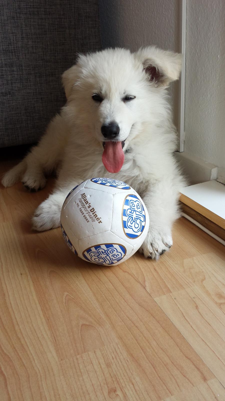 Hvid schæfer Kenzo billede 10