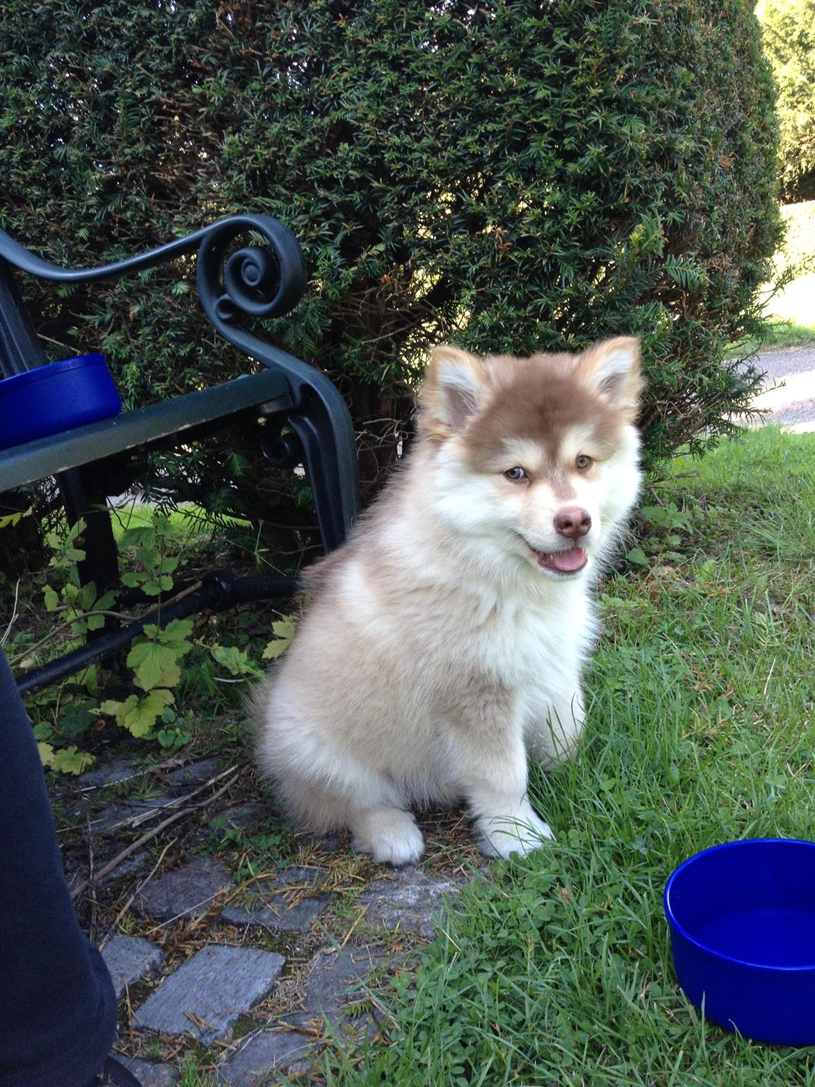 Finsk lapphund Cody  (Almlieds Isaac) billede 14