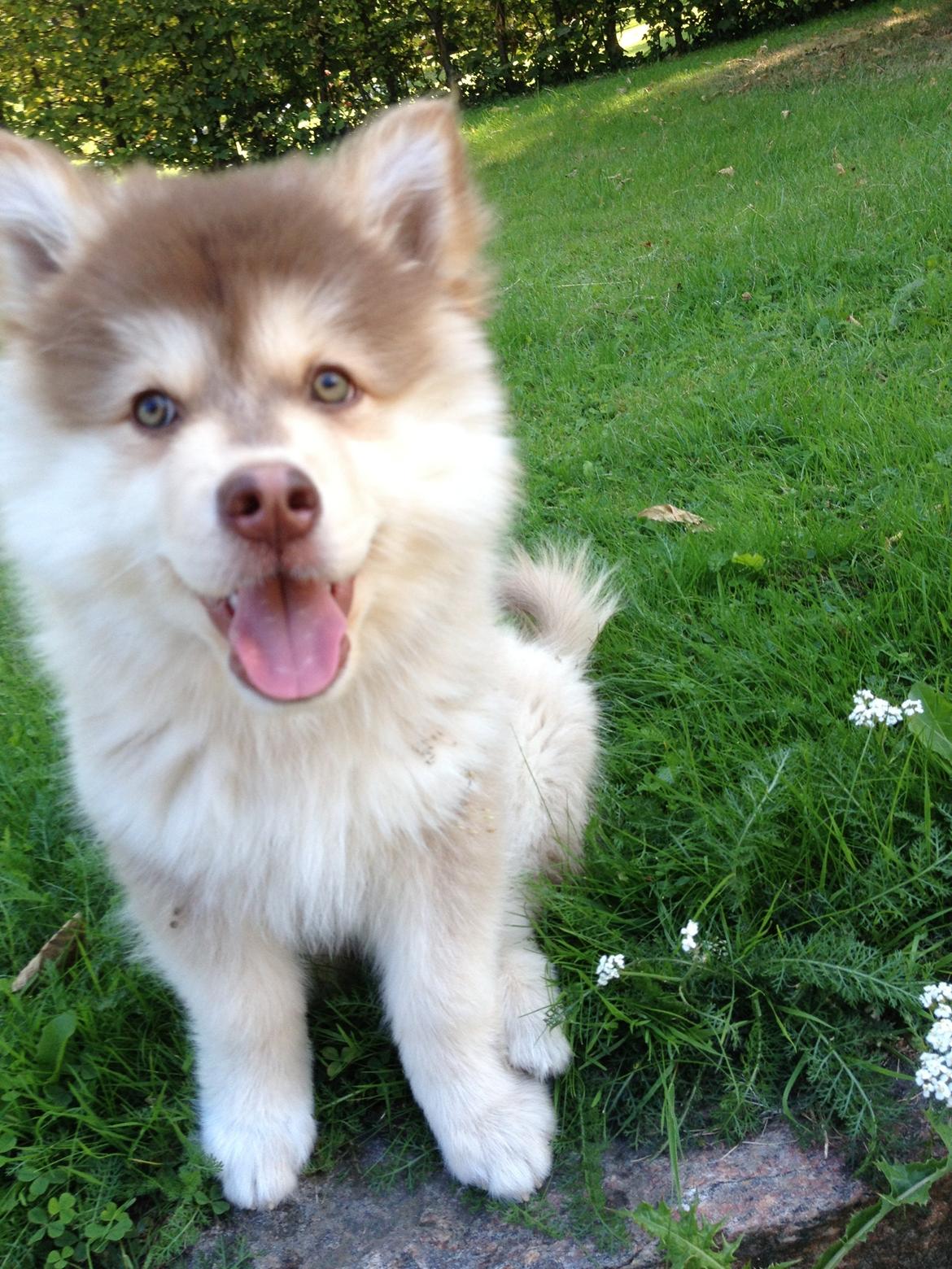 Finsk lapphund Cody  (Almlieds Isaac) billede 15
