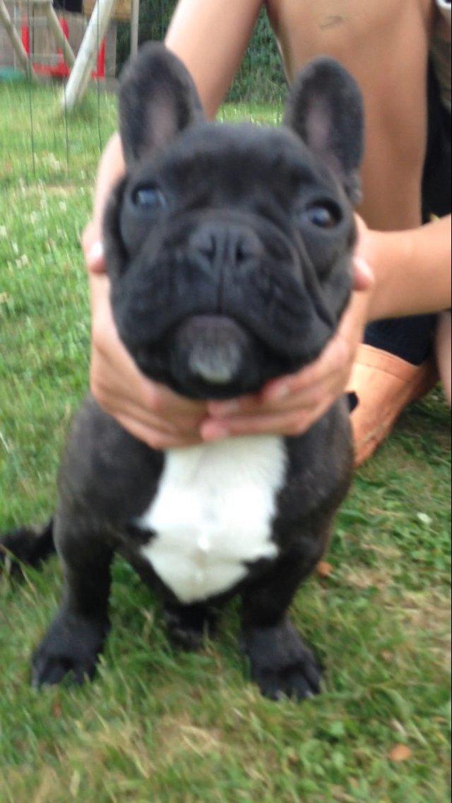 Fransk bulldog Nalle billede 13