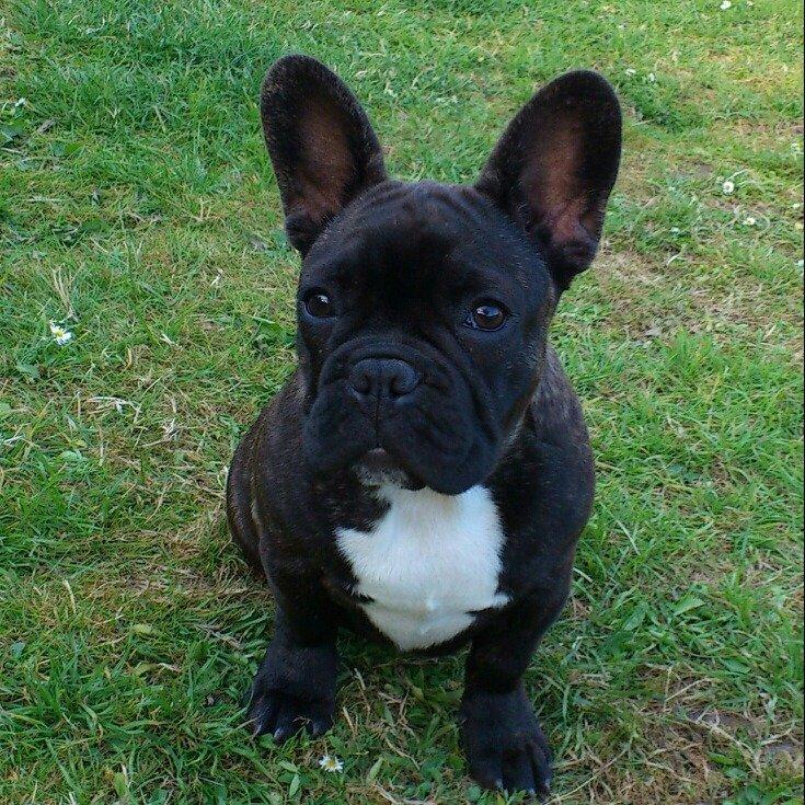 Fransk bulldog Nalle billede 14