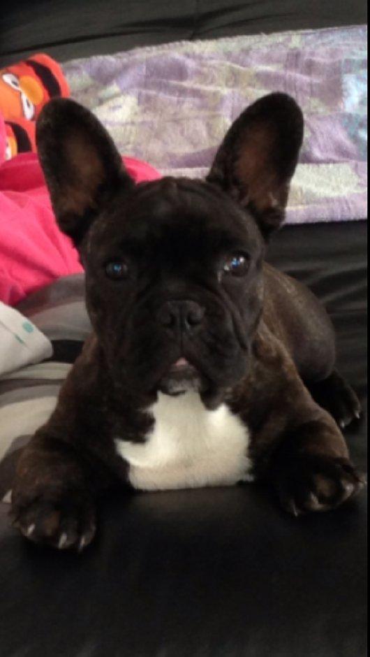 Fransk bulldog Nalle billede 15