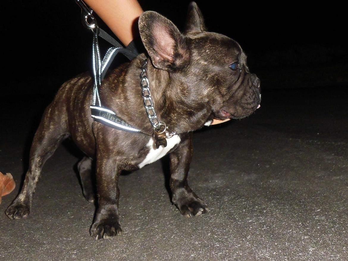 Fransk bulldog Nalle billede 9