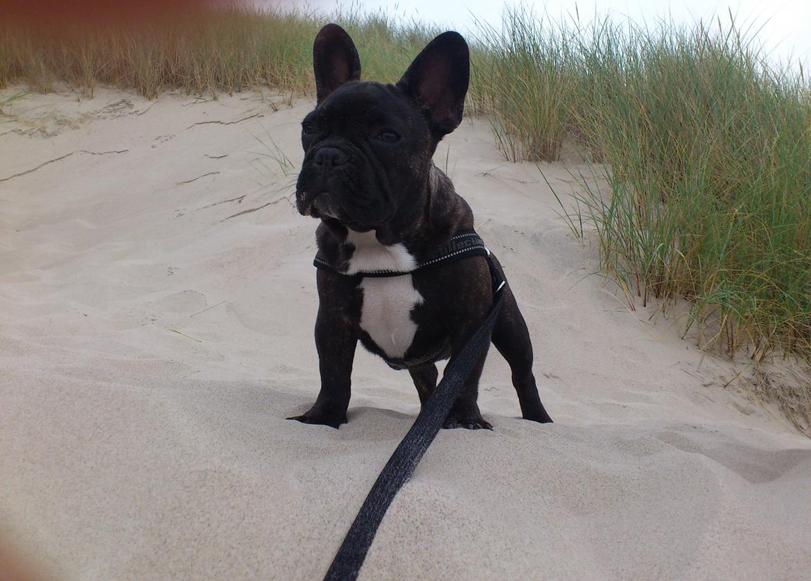 Fransk bulldog Nalle billede 5