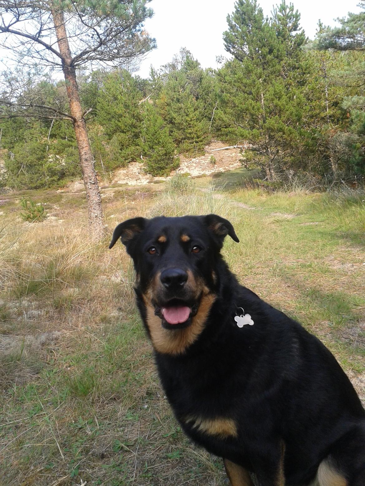 Blanding af racer Shiva billede 19