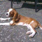 Cavalier king charles spaniel Luca (Timon's Fabulous Wolverine) billede 10