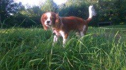 Cavalier king charles spaniel Luca (Timon's Fabulous Wolverine) billede 11