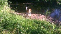 Cavalier king charles spaniel Luca (Timon's Fabulous Wolverine) - Vores yndlingssted. billede 12