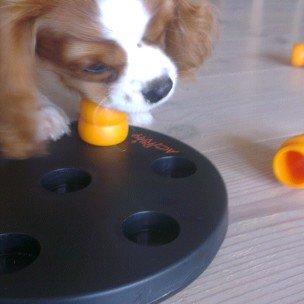Cavalier king charles spaniel Luca (Timon's Fabulous Wolverine) - For nemt! Nyt spil, tak! billede 7