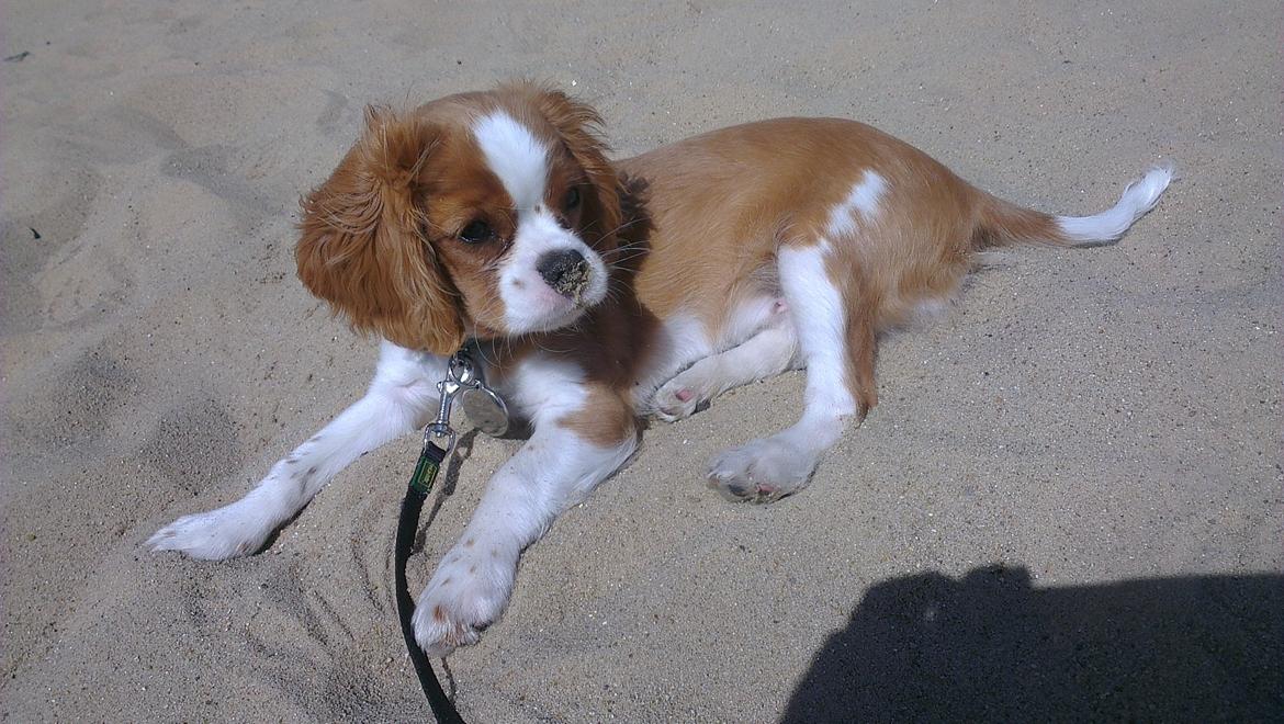 Cavalier king charles spaniel Luca (Timon's Fabulous Wolverine) - I sandklitterne ved Randbøl.. Feeedest med sådan en kæææmpe sandkasse! billede 6