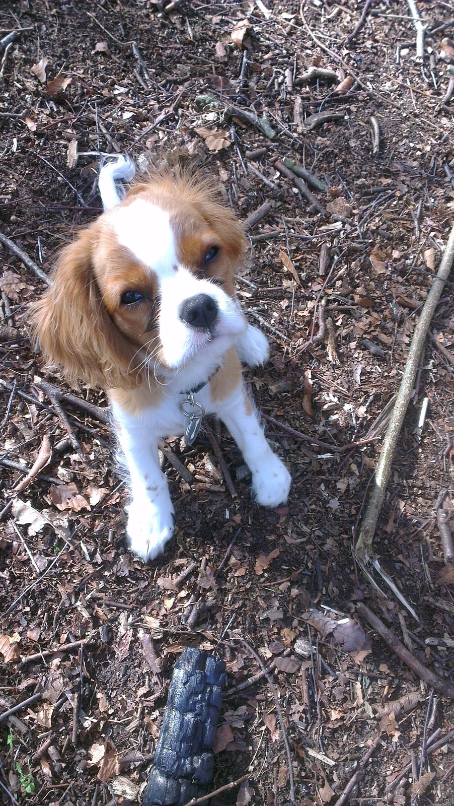 Cavalier king charles spaniel Luca (Timon's Fabulous Wolverine) - Forår 2013.. I "vores" skov. Hva'e, får jeg snart den godbid, når jeg nu kom, da du kaldte, mor?! Hva'?! billede 8