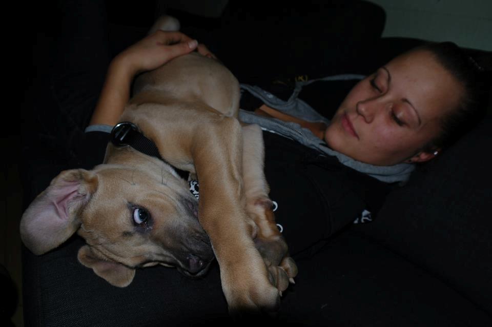 Cane corso Ashlan billede 7