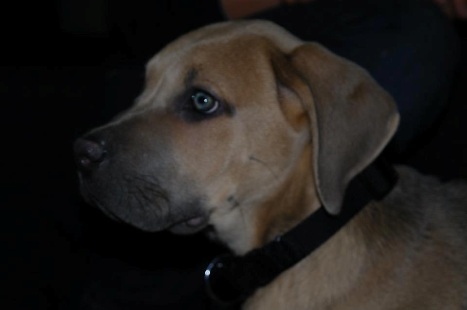 Cane corso Ashlan billede 8