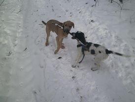 Cane corso Ashlan billede 9