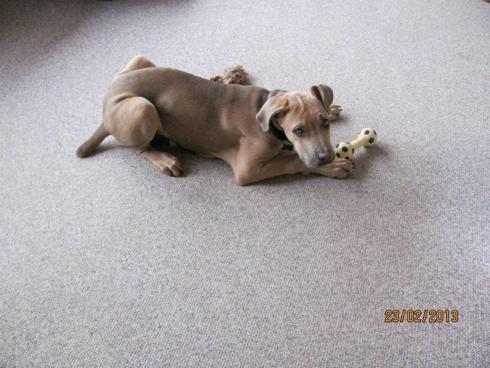 Cane corso Ashlan billede 10