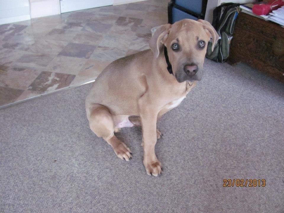 Cane corso Ashlan billede 11