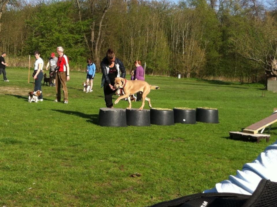 Cane corso Ashlan billede 12