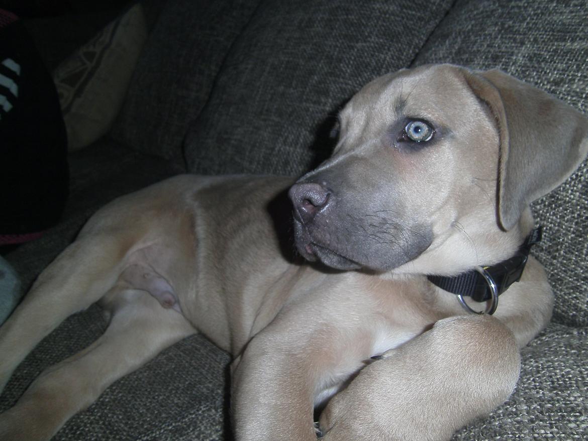 Cane corso Ashlan billede 13