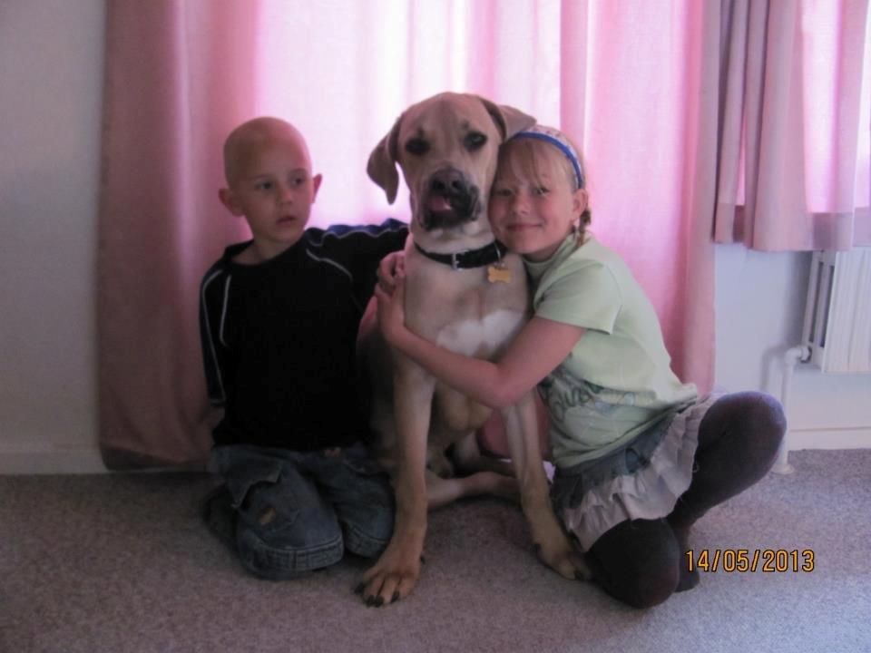 Cane corso Ashlan billede 14