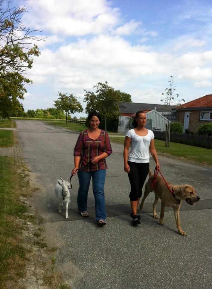 Cane corso Ashlan billede 16