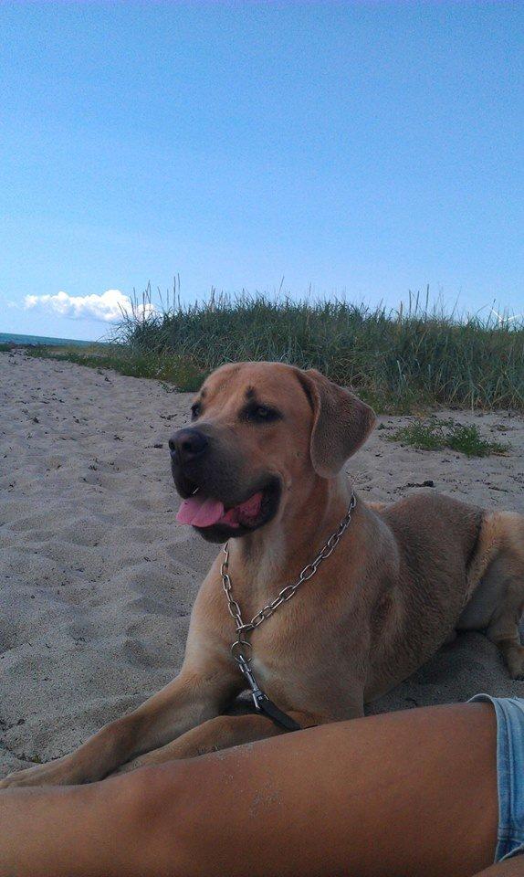 Cane corso Ashlan billede 17