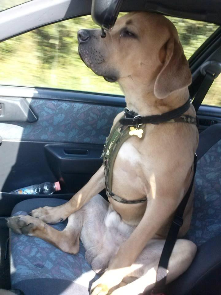 Cane corso Ashlan billede 18