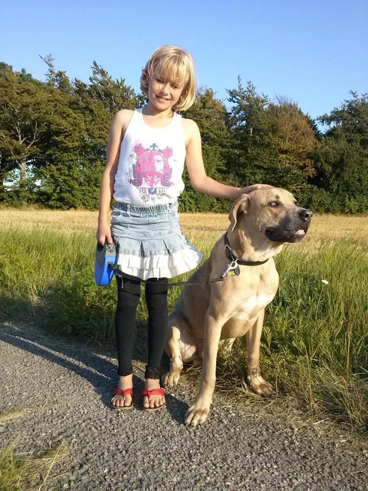 Cane corso Ashlan billede 19