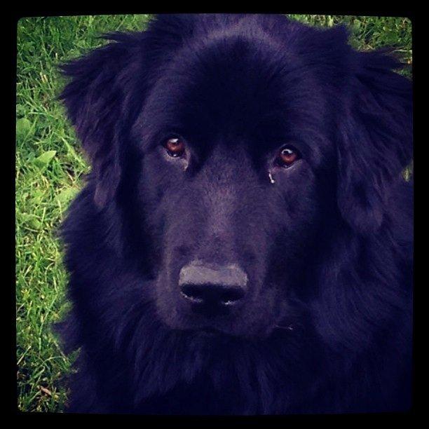 Blanding af racer Ibsen billede 1