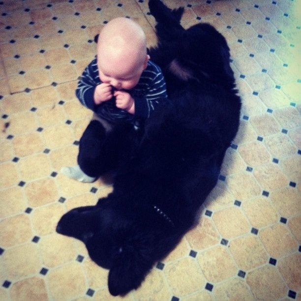 Blanding af racer Ibsen billede 2