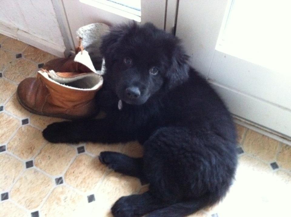 Blanding af racer Ibsen billede 4