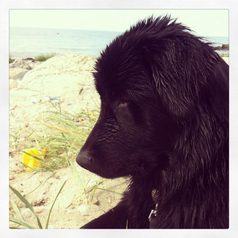 Blanding af racer Ibsen billede 6