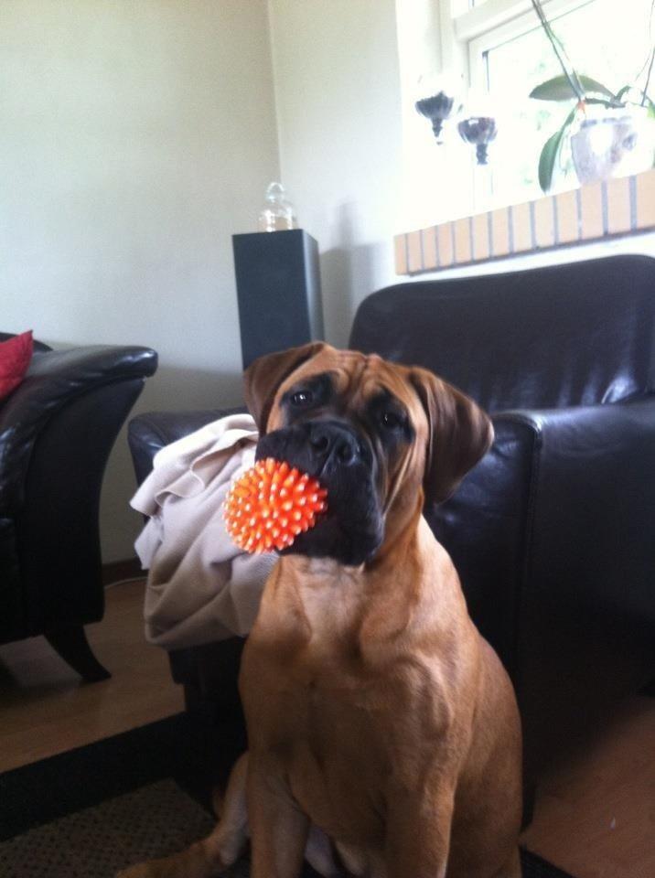 Bullmastiff Berta billede 16