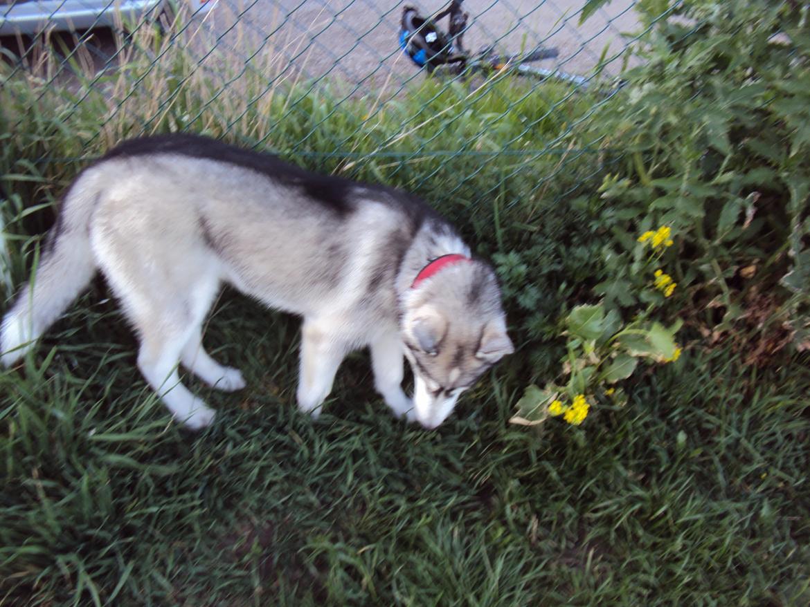 Siberian husky Aslan billede 10