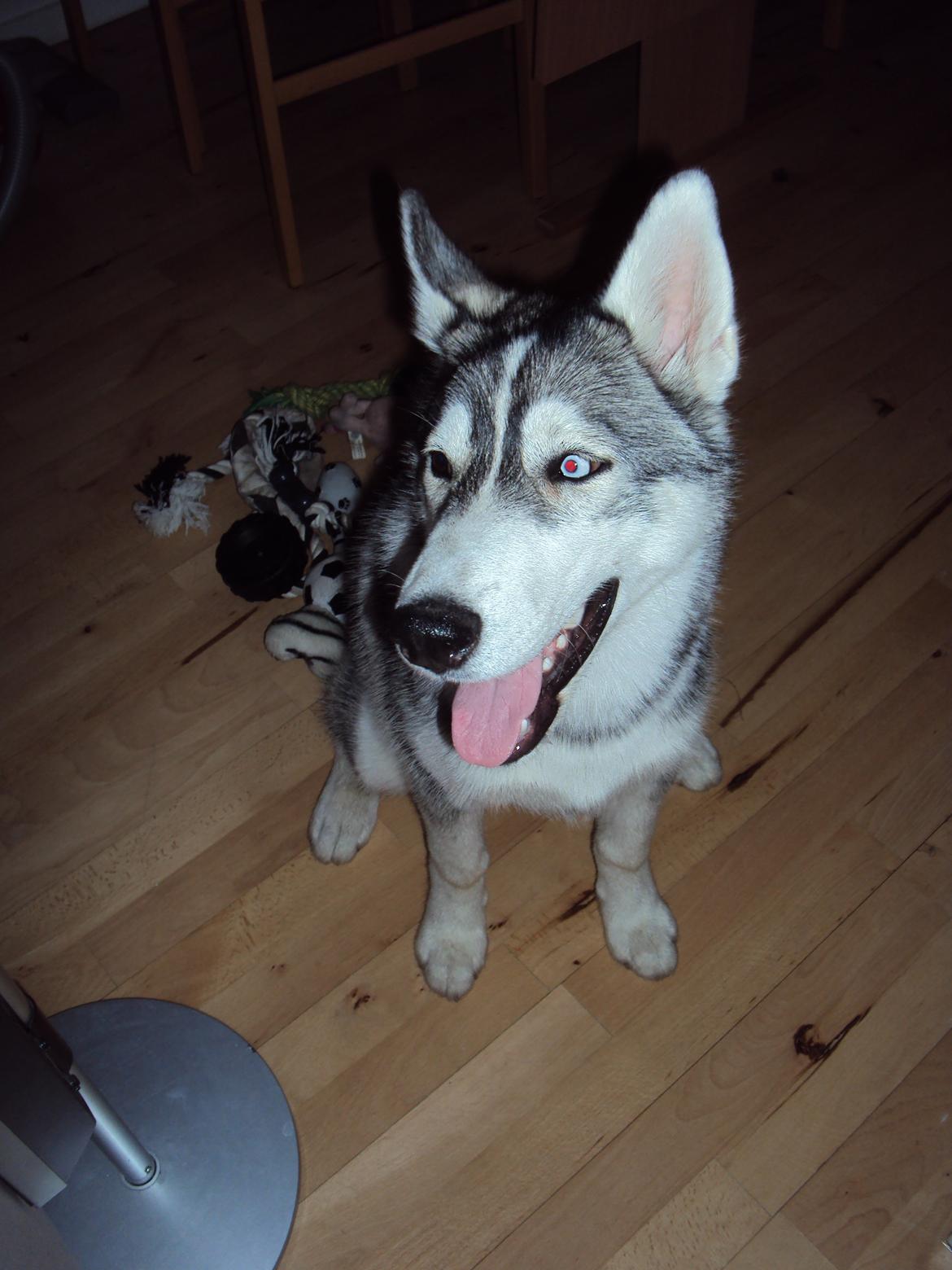Siberian husky Aslan billede 11