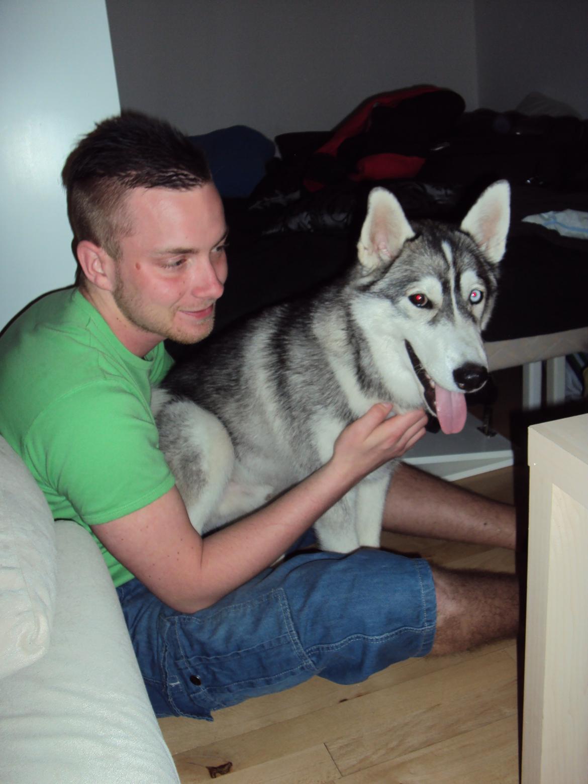 Siberian husky Aslan billede 12