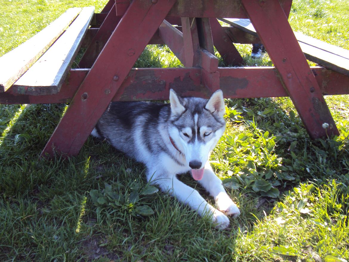 Siberian husky Aslan billede 13