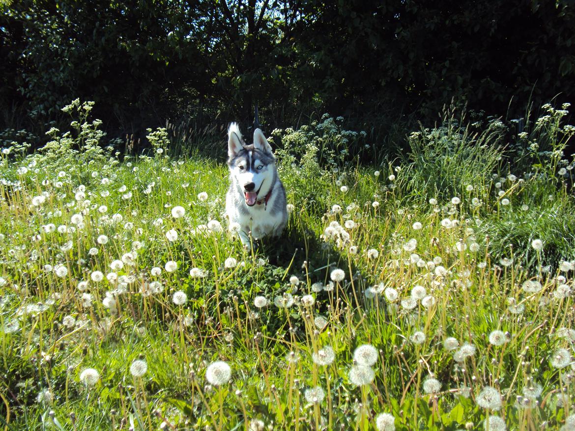 Siberian husky Aslan billede 14