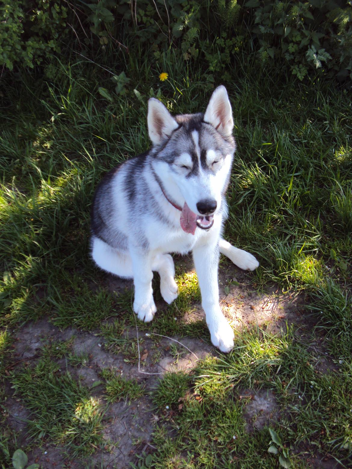 Siberian husky Aslan billede 15