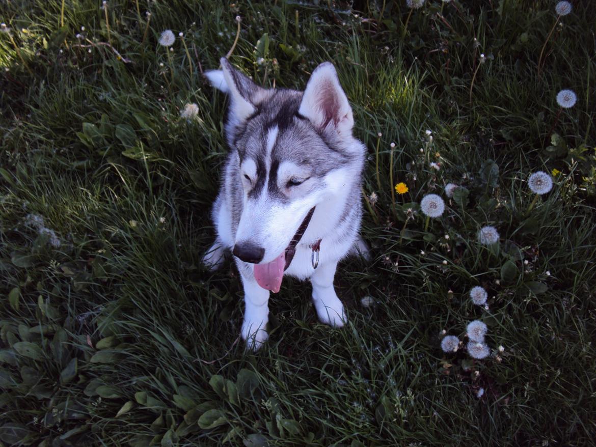 Siberian husky Aslan billede 16
