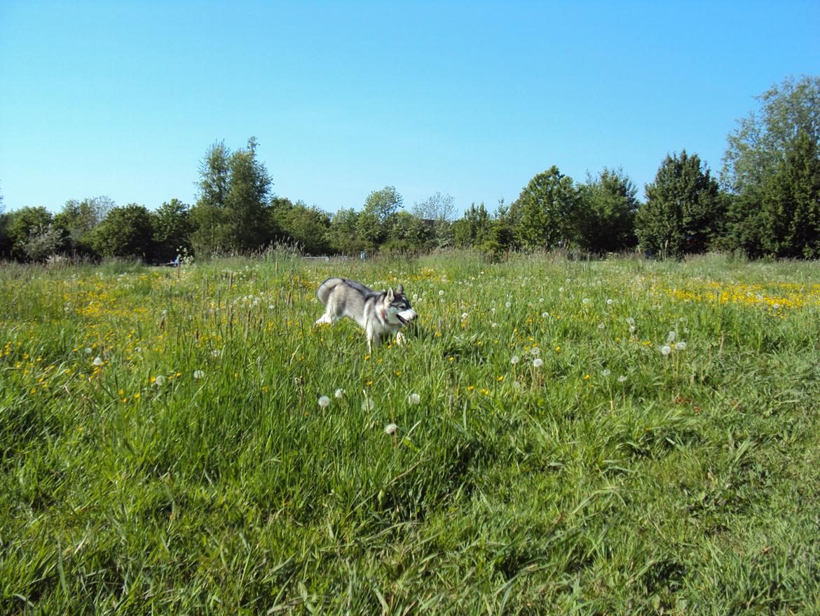 Siberian husky Aslan billede 17