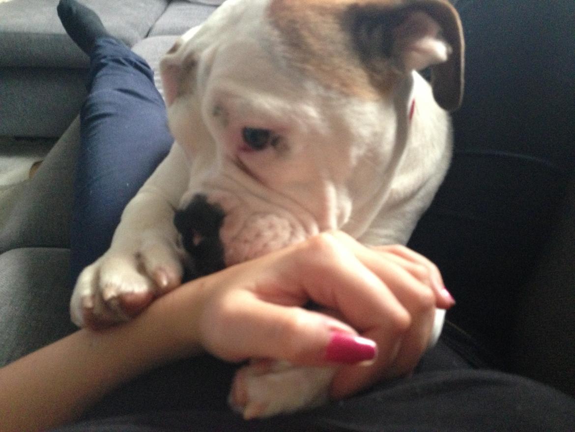 Olde english bulldogge Brydes Bella (Alma) billede 9