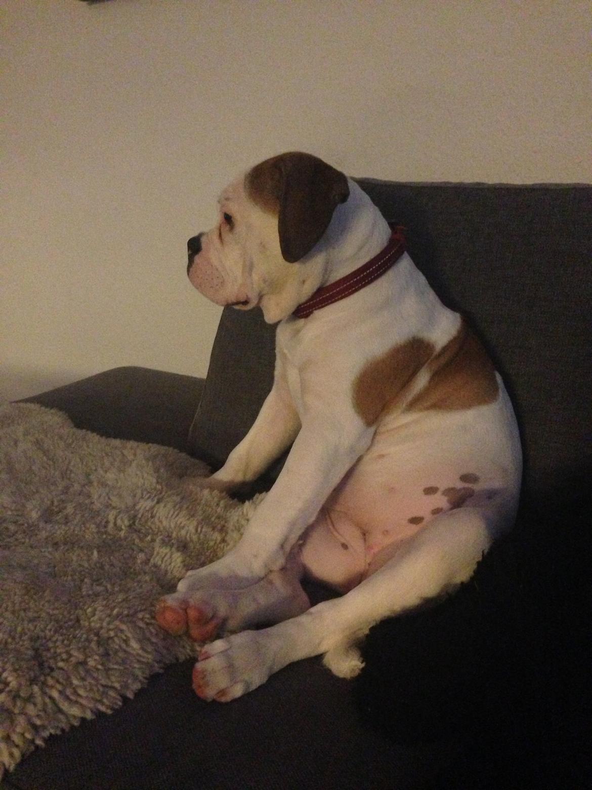 Olde english bulldogge Brydes Bella (Alma) billede 10