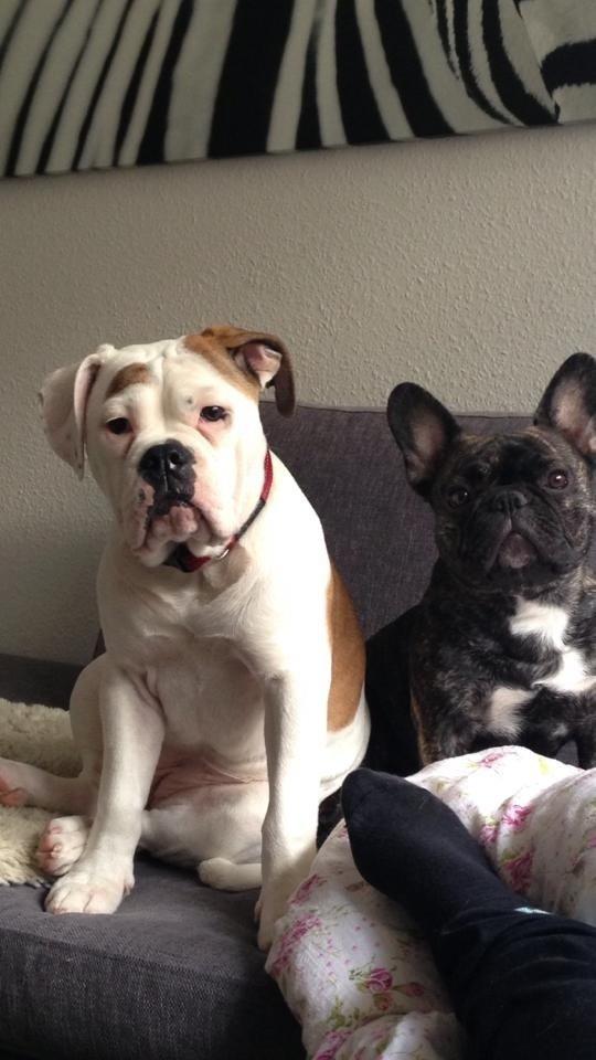 Olde english bulldogge Brydes Bella (Alma) billede 11