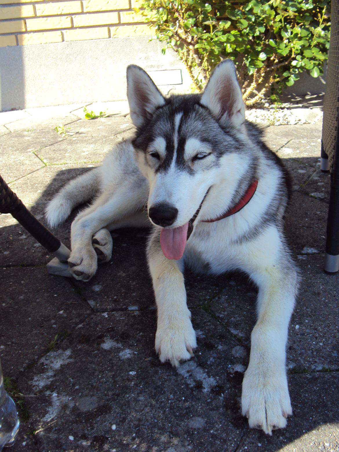 Siberian husky Aslan billede 18