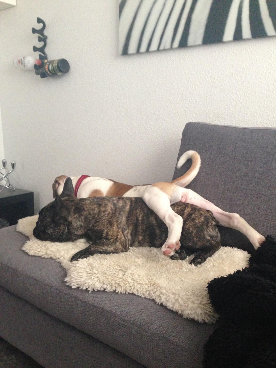 Olde english bulldogge Brydes Bella (Alma) billede 12